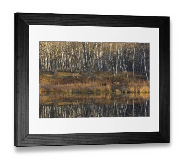 Framed Print : White-tailed Deer (Odocoileus virginianus) in front of forest, with reflection of trees in water Framed Print : White-tailed Deer (Odocoileus virginianus) in front of forest, with reflection of trees in water