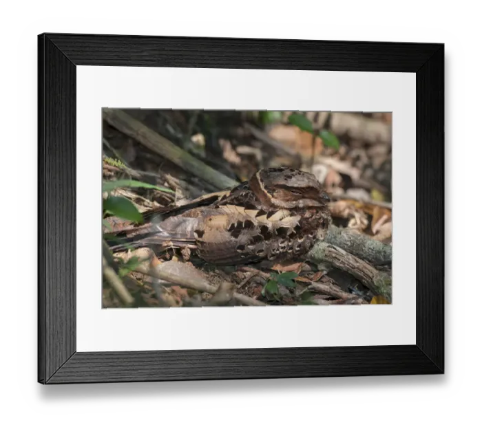 Framed Print : Collared nightjar (Caprimulgus enarratus ) resting on the ground, Andasibe-Mantadia National Park Framed Print : Collared nightjar (Caprimulgus enarratus ) resting on the ground, Andasibe-Mantadia National Park