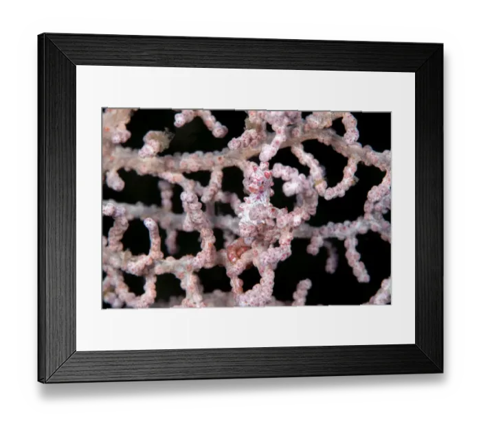 Framed Print : Gorgonian seahorse (Hippocampus bargibanti) camouflaged in Gorgonian, Lembeh Strait Framed Print : Gorgonian seahorse (Hippocampus bargibanti) camouflaged in Gorgonian, Lembeh Strait