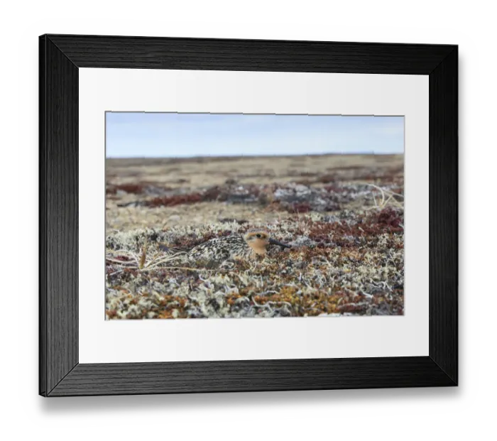 Framed Print : Red knot (Calidris canutus rogersi) incubating nest on a coastal gravel spit. Chukotka, Russia Framed Print : Red knot (Calidris canutus rogersi) incubating nest on a coastal gravel spit. Chukotka, Russia
