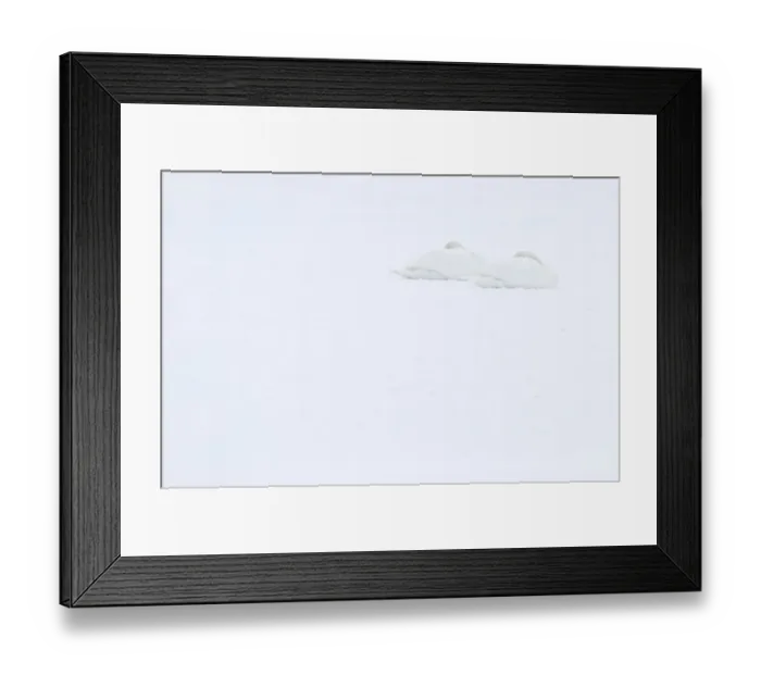 Framed Print : Two Mute swans (Cygnus olor) sleeping on snow, Hazerswoude, The Netherlands, February Framed Print : Two Mute swans (Cygnus olor) sleeping on snow, Hazerswoude, The Netherlands, February