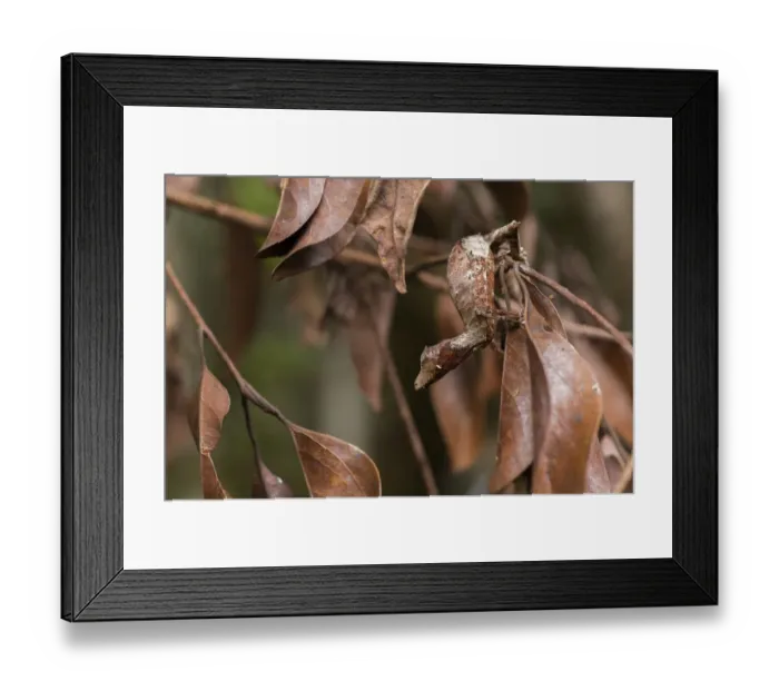 Framed Print : Satanic leaf-tailed gecko (Uroplatus phantasticus) on twig, Andasibe-Mantadia National Park Framed Print : Satanic leaf-tailed gecko (Uroplatus phantasticus) on twig, Andasibe-Mantadia National Park