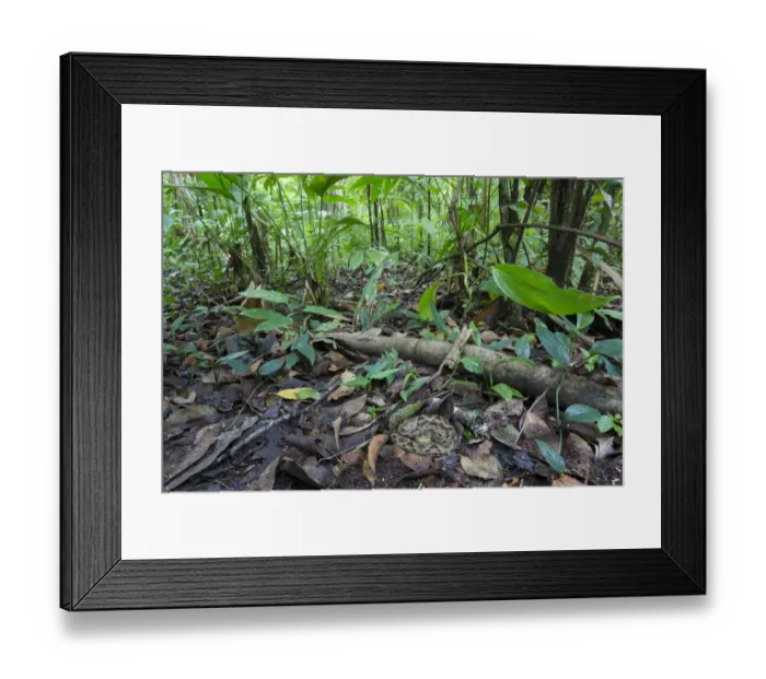 Framed Print : Fer-de-lance (Bothrops asper) camouflaged on the rainforest floor, Corcovado National Park Framed Print : Fer-de-lance (Bothrops asper) camouflaged on the rainforest floor, Corcovado National Park