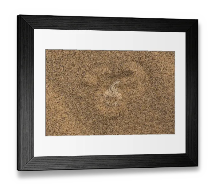 Framed Print : Sidewinder / Peringueys adder (Bitis peringueyi) lying in wait, buried in sand Framed Print : Sidewinder / Peringueys adder (Bitis peringueyi) lying in wait, buried in sand