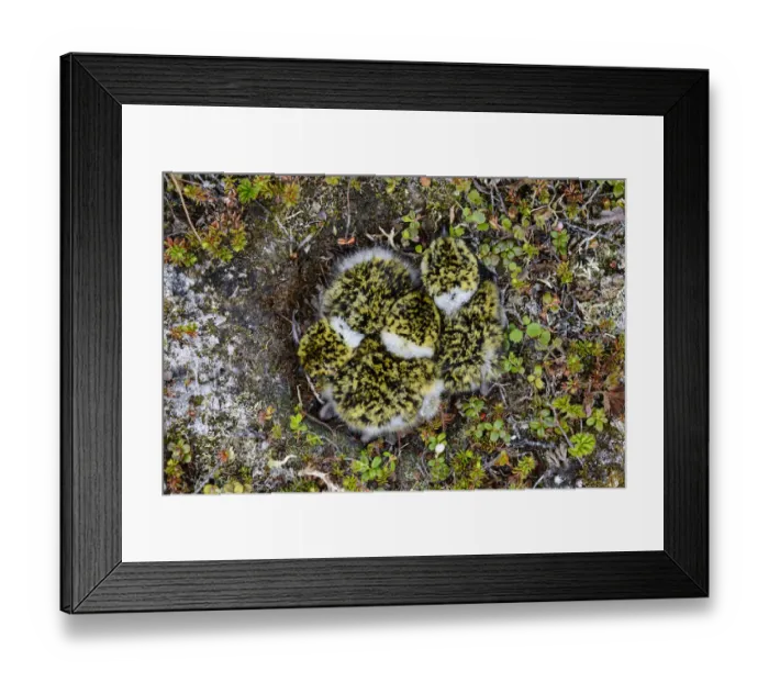Framed Print : Black-bellied Plover (Pluvialis squatarola) chicks in the nest, seen from overhead Framed Print : Black-bellied Plover (Pluvialis squatarola) chicks in the nest, seen from overhead