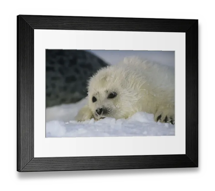Framed Print : Ringed seal (Phoca hispida) pup on ice, Svalbard, Norway Framed Print : Ringed seal (Phoca hispida) pup on ice, Svalbard, Norway