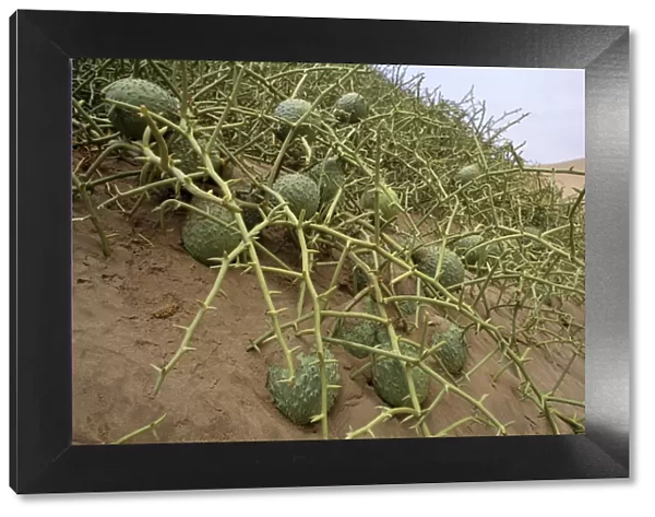Nara melon fruit {Acanthosicyos horridus} on sand dunes, Namibia