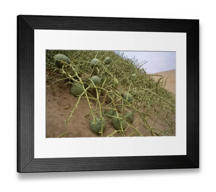 Framed Print : Nara melon fruit {Acanthosicyos horridus} on sand dunes, Namibia Framed Print : Nara melon fruit {Acanthosicyos horridus} on sand dunes, Namibia