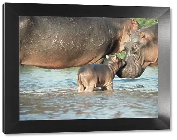 Hippopotamus and calf {Hippopotamus amphibius} Virunga NP, Congo