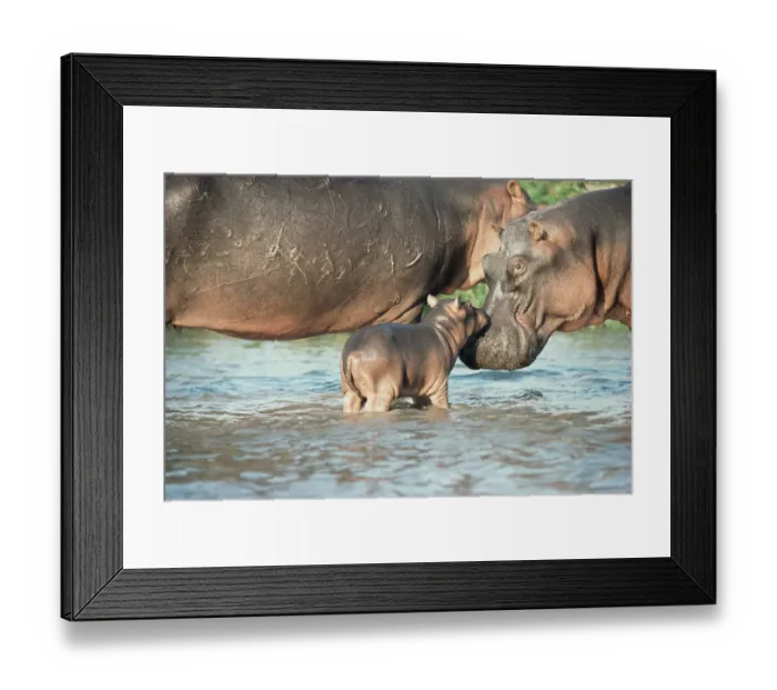 Framed Print : Hippopotamus and calf {Hippopotamus amphibius} Virunga NP, Congo Framed Print : Hippopotamus and calf {Hippopotamus amphibius} Virunga NP, Congo