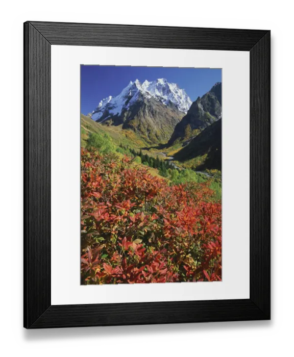 Framed Print : Dombai-Ulgen peak with Rhododendron luteum plant, Teberdinskii reserve, NW Caucasus Framed Print : Dombai-Ulgen peak with Rhododendron luteum plant, Teberdinskii reserve, NW Caucasus
