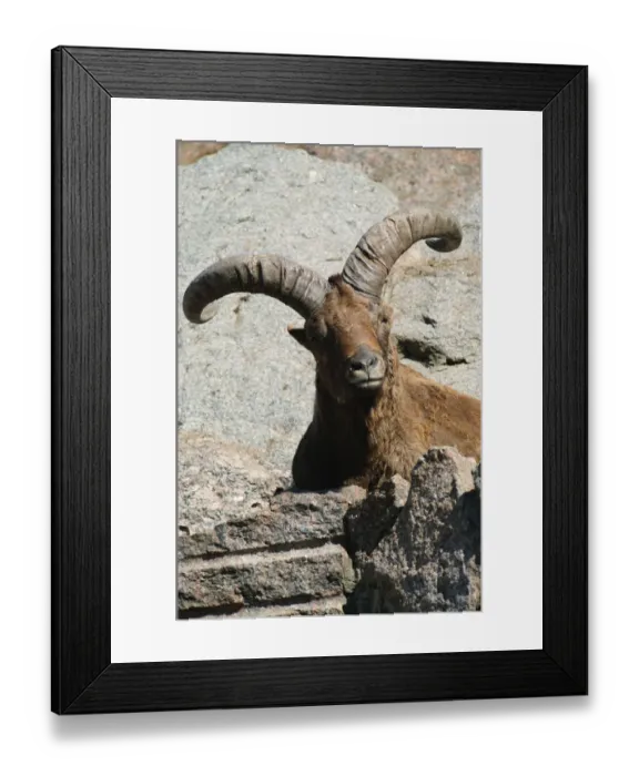 Framed Print : East caucasian tur {Capra cylindricornis} Russia Framed Print : East caucasian tur {Capra cylindricornis} Russia