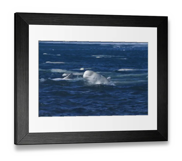 Framed Print : Beluga / White whale at sea surface {Delphinapterus leucas} arctic Canada Framed Print : Beluga / White whale at sea surface {Delphinapterus leucas} arctic Canada
