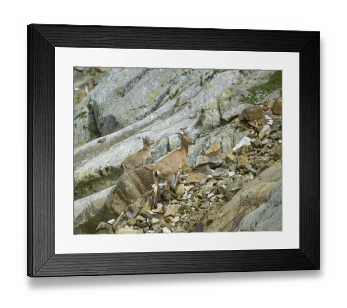 Framed Print : West Caucasian tur {Capra caucasica} with young, Kabardino-Balkarsky NR, Central Caucasus Framed Print : West Caucasian tur {Capra caucasica} with young, Kabardino-Balkarsky NR, Central Caucasus
