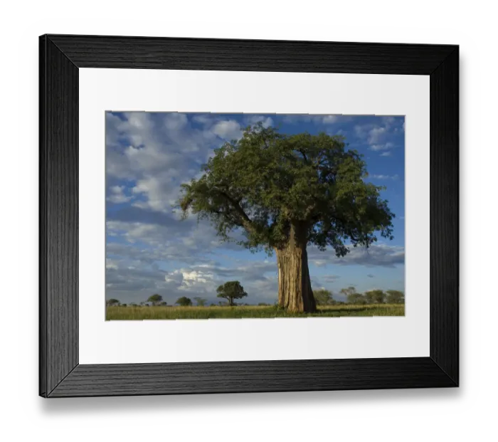 Framed Print : Baobab tree (Adansonia sp. ) Tarangire NP, Tanzania Framed Print : Baobab tree (Adansonia sp. ) Tarangire NP, Tanzania