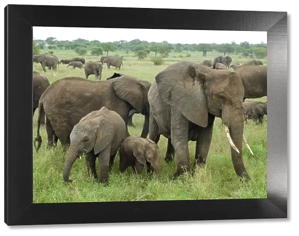 African elephant (Loxodonta africana) herd, Tarangire NP, Tanzania