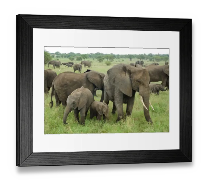 Framed Print : African elephant (Loxodonta africana) herd, Tarangire NP, Tanzania Framed Print : African elephant (Loxodonta africana) herd, Tarangire NP, Tanzania
