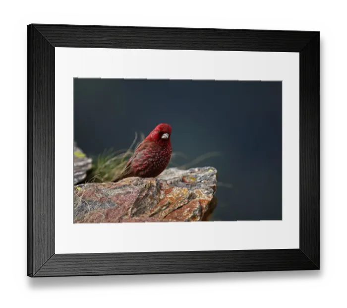 Framed Print : Old male Great rosefinch (Carpodacus rubicilla) on rock, Mount Cheget, Caucasus, Russia Framed Print : Old male Great rosefinch (Carpodacus rubicilla) on rock, Mount Cheget, Caucasus, Russia