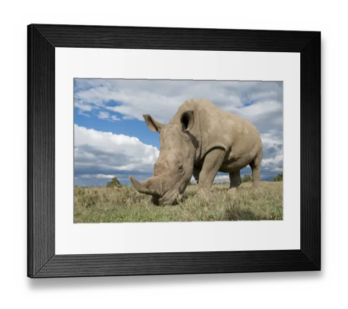 Framed Print : Southern white rhinoceros (Ceratotherium simum simum) grazing. Ol Pejeta Conservancy, Kenya, 2009 Framed Print : Southern white rhinoceros (Ceratotherium simum simum) grazing. Ol Pejeta Conservancy, Kenya, 2009