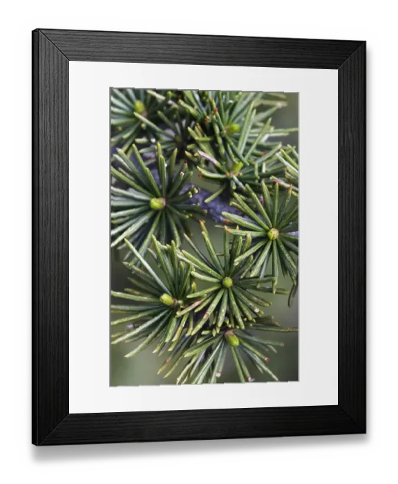Framed Print : Cyprus cedar (Cedar libani) close-up of needles, Cedar valley, Troodos mountains Framed Print : Cyprus cedar (Cedar libani) close-up of needles, Cedar valley, Troodos mountains