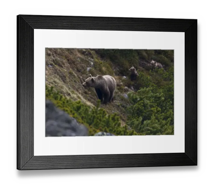 Framed Print : Female European brown bear (Ursus arctos) with two yearling cubs emerging from Dwarf pines Framed Print : Female European brown bear (Ursus arctos) with two yearling cubs emerging from Dwarf pines