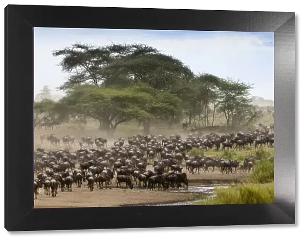 Massing herds of White bearded wildebeest (Connochaetes taurinus albojubatus) on migration