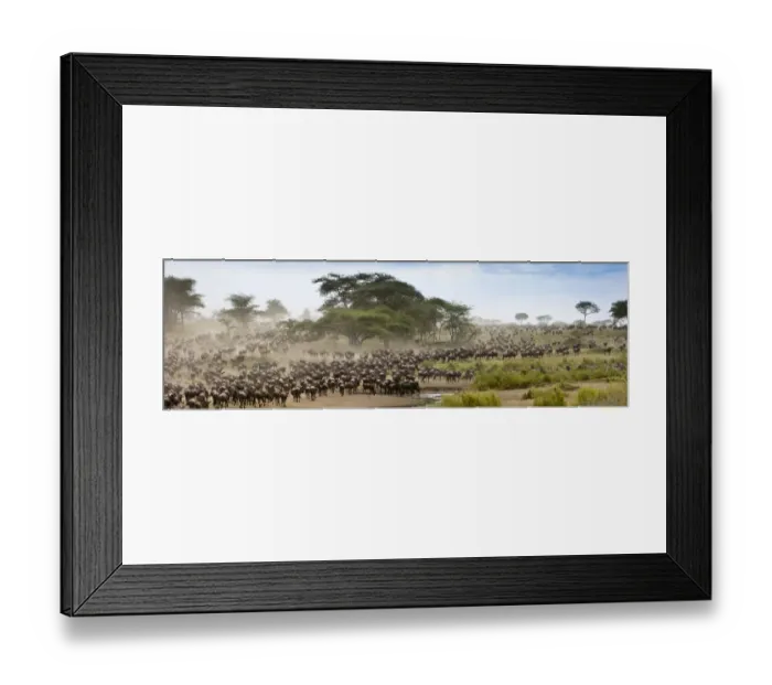 Framed Print : Massing herds of White bearded wildebeest (Connochaetes taurinus albojubatus) on migration Framed Print : Massing herds of White bearded wildebeest (Connochaetes taurinus albojubatus) on migration