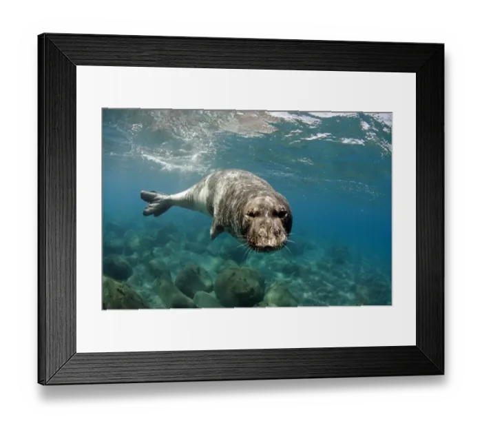 Framed Print : Mediterranean Monk Seal (Monachus monachus) large male of 2 Framed Print : Mediterranean Monk Seal (Monachus monachus) large male of 2