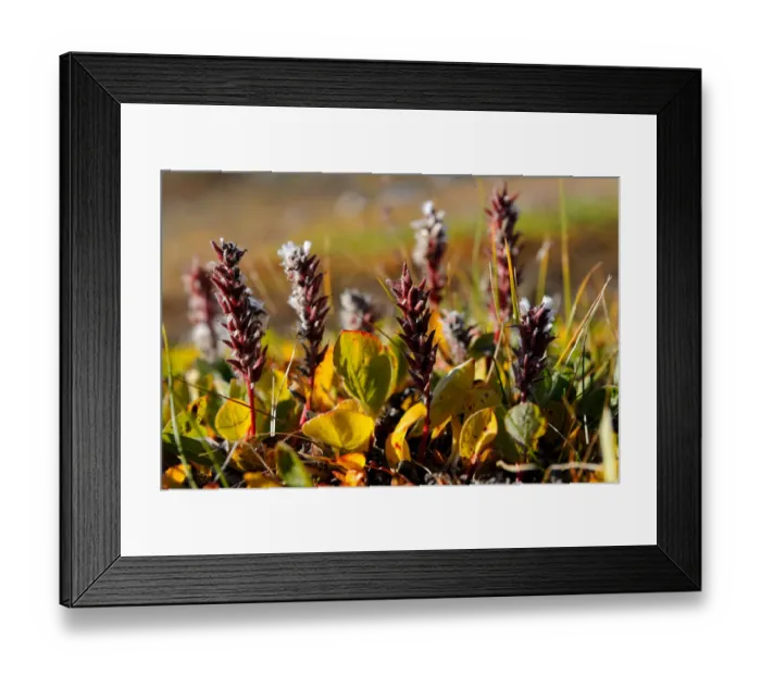 Framed Print : Arctic willow (Salix arctica) flowering, Baffin Island, Nunavut, Canada, August Framed Print : Arctic willow (Salix arctica) flowering, Baffin Island, Nunavut, Canada, August