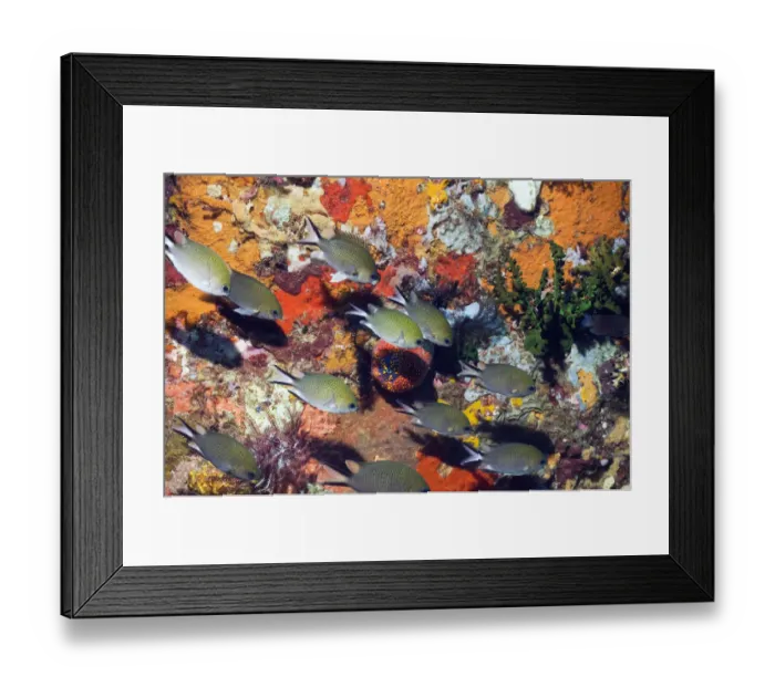 Framed Print : Philippines chromis (Chromis scotochiloptera) swimming in front of reef wall with sponges Framed Print : Philippines chromis (Chromis scotochiloptera) swimming in front of reef wall with sponges