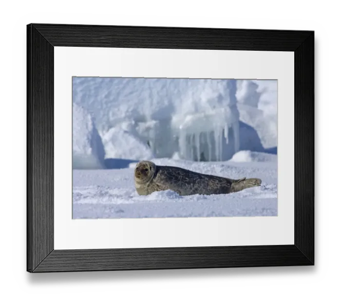 Framed Print : Ringed seal (Phoca hispida) portrait of pup lying on ice, Chukchi Sea, off shore from Point Barrow Framed Print : Ringed seal (Phoca hispida) portrait of pup lying on ice, Chukchi Sea, off shore from Point Barrow