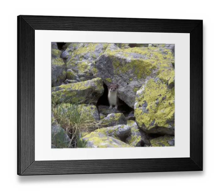 Framed Print : Ermine / Stoat (Mustella erminea) in highlands of the Northern Caucasus, Russian Framed Print : Ermine / Stoat (Mustella erminea) in highlands of the Northern Caucasus, Russian