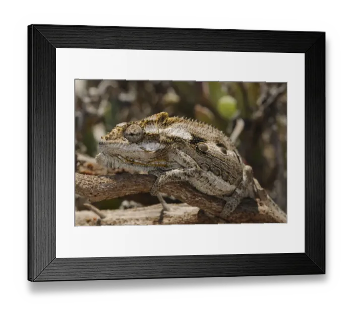 Framed Print : Cape / Namaqua Dwarf Chameleon (Bradypodion pumilum) camoflagued on branch. Noup Framed Print : Cape / Namaqua Dwarf Chameleon (Bradypodion pumilum) camoflagued on branch. Noup