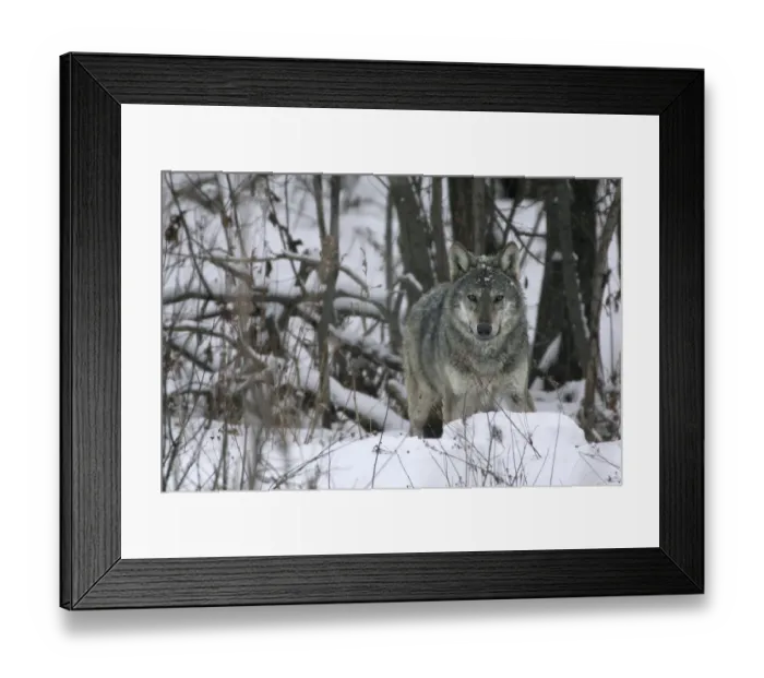Framed Print : Portrait of a wild Carpathian Grey Wolf (Canis lupus lupus) in snow-bound woodland habitat Framed Print : Portrait of a wild Carpathian Grey Wolf (Canis lupus lupus) in snow-bound woodland habitat