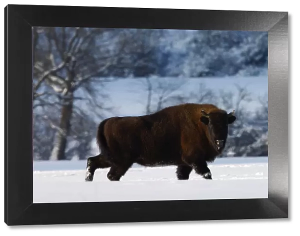 Wisent  /  European bison (Bison bonasus) walking through snow. Bieszczady, Carpathian Mountains
