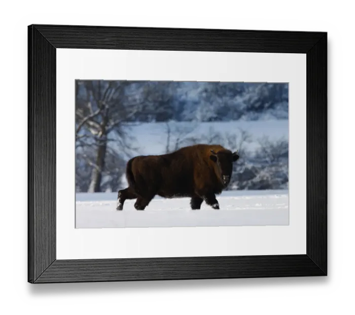 Framed Print : Wisent / European bison (Bison bonasus) walking through snow. Bieszczady, Carpathian Mountains Framed Print : Wisent / European bison (Bison bonasus) walking through snow. Bieszczady, Carpathian Mountains
