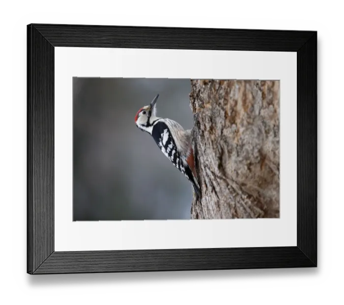 Framed Print : White-backed Woodpecker (Dendrocopos leucotos). Bieszczady, Carpathian Mountains Framed Print : White-backed Woodpecker (Dendrocopos leucotos). Bieszczady, Carpathian Mountains