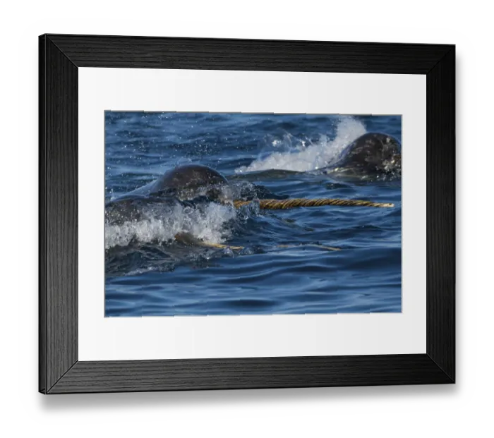 Framed Print : Narwhal (Monodon monoceros) pod surfacing, tusk visible, Arctic Bay, Baffin Island Framed Print : Narwhal (Monodon monoceros) pod surfacing, tusk visible, Arctic Bay, Baffin Island
