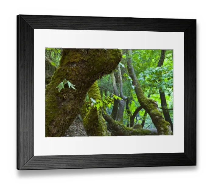 Framed Print : Jersey tiger moth (Euplagia quadripunctaria) large numbers resting on Sweetgum trees Framed Print : Jersey tiger moth (Euplagia quadripunctaria) large numbers resting on Sweetgum trees