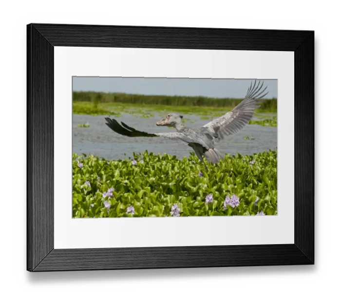 Framed Print : Whale headed stork (Balaeniceps rex) taking off, Lake Albert, Uganda, East Africa