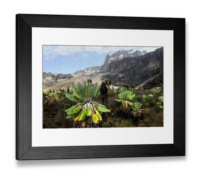 Framed Print : Giant groundsel (Dendrosenecio sp) at 4000m altitude on slopes of Mount Kilimanjaro Framed Print : Giant groundsel (Dendrosenecio sp) at 4000m altitude on slopes of Mount Kilimanjaro