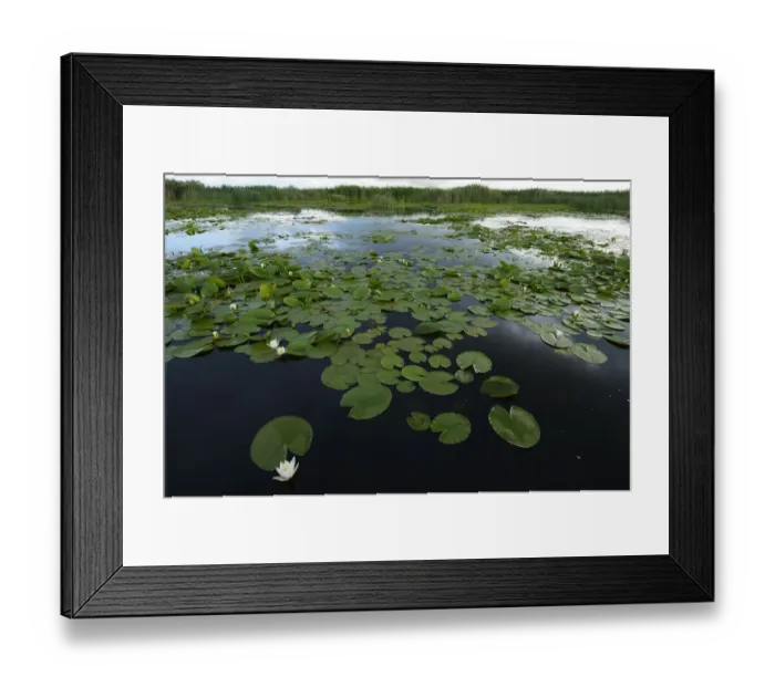 Framed Print : White water lilies (Nymphaea alba) on surface of Danube delta rewilding area, Romania Framed Print : White water lilies (Nymphaea alba) on surface of Danube delta rewilding area, Romania