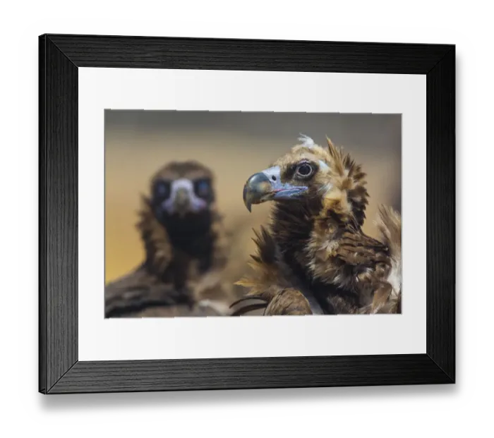 Framed Print : European Black vulture (Aegypius monachus) portrait of two birds, Campanarios de Framed Print : European Black vulture (Aegypius monachus) portrait of two birds, Campanarios de
