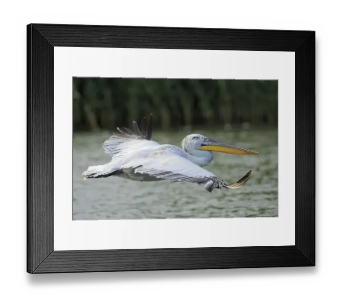 Framed Print : Dalmatian pelican (Pelecanus crispus) profile in flight, Danube delta rewilding area Framed Print : Dalmatian pelican (Pelecanus crispus) profile in flight, Danube delta rewilding area
