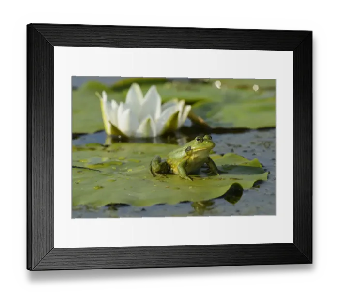 Framed Print : Pool Frog (Rana lessonae) sitting on White lily pad, Danube delta rewilding area, Romania Framed Print : Pool Frog (Rana lessonae) sitting on White lily pad, Danube delta rewilding area, Romania