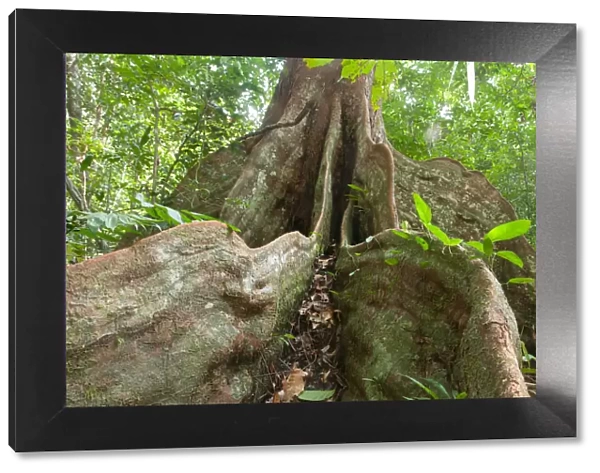 Buttress roots of rainforest tree, Loango National Park, Gabon