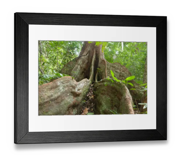 Framed Print : Buttress roots of rainforest tree, Loango National Park, Gabon Framed Print : Buttress roots of rainforest tree, Loango National Park, Gabon
