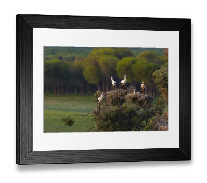 Framed Print : White storks (Ciconia ciconia) in nests in tree, Andalucia, Spain, March