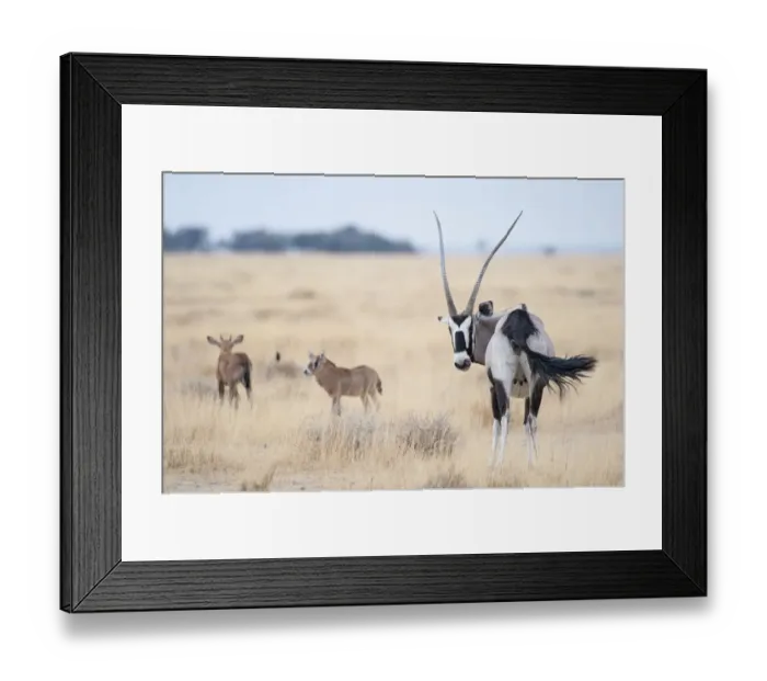 Framed Print : Gemsbok (Oryx gazella) female with two calves, Namibrand Reserve, Namib Desert, Namibia Framed Print : Gemsbok (Oryx gazella) female with two calves, Namibrand Reserve, Namib Desert, Namibia