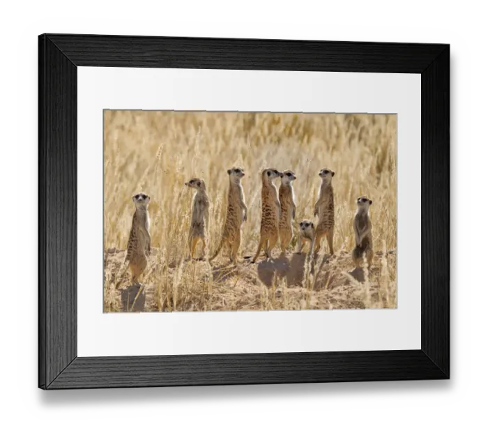 Framed Print : Meerkat (Suricata suricatta) group standing apart, Kgalagadi National Park, South Africa Framed Print : Meerkat (Suricata suricatta) group standing apart, Kgalagadi National Park, South Africa